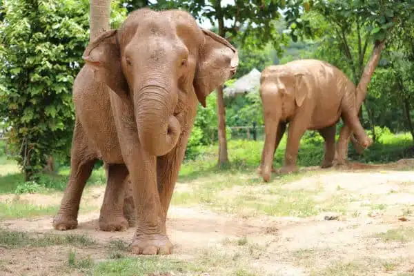 Elephant Sanctuary Samui